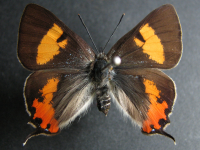 Pseudalmenus chlorinda barringtonensis - Adult